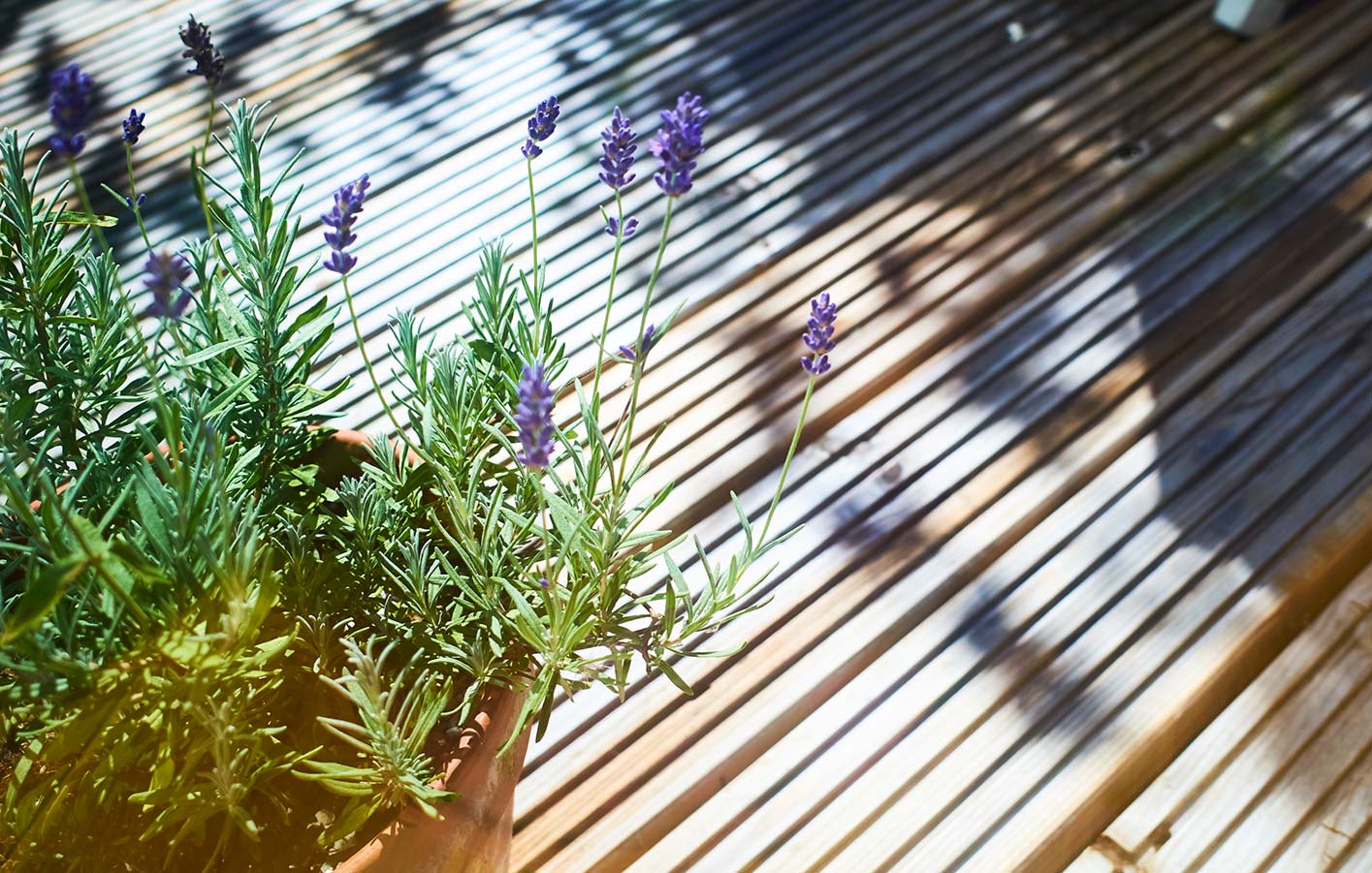 Terrassendielen mit Lavendel - in Nahaufnahme